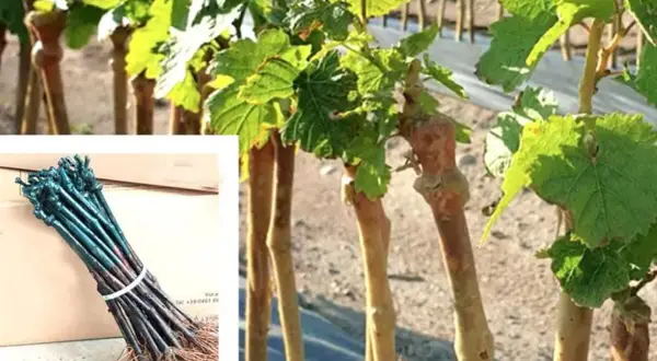 Barbatelle di vite pronte per il trapianto, con radici e germogli verdi. Un fascio di barbatelle cosa sono: giovani piante di vite.