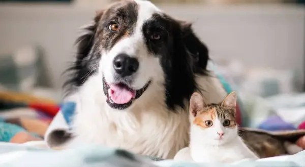 Großer Hund und kleine Katze liegen nebeneinander. Kein Hund jagt Katze hier, nur friedliche Kuschelzeit.