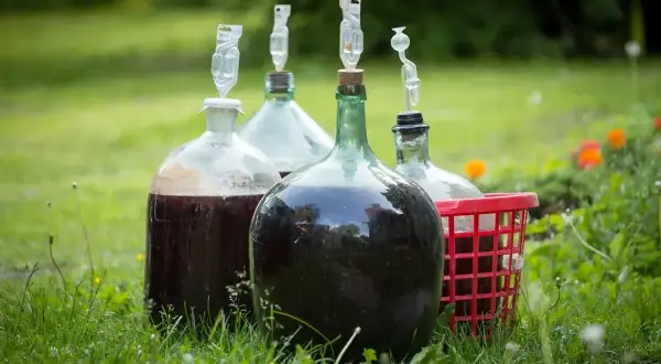 Cztery gąsiory z ciemnym płynem, fermentujące wino z suszonych winogron, stoją na trawie.