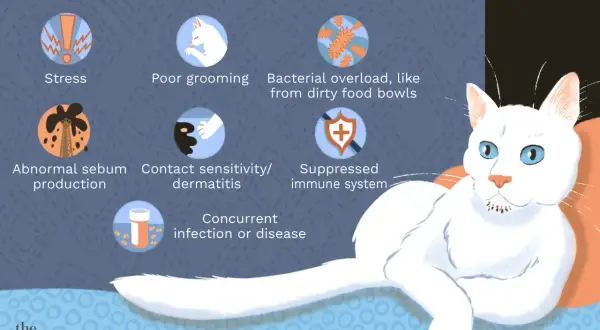 Illustration showing causes of feline chin acne: stress, poor grooming, bacterial overload, abnormal sebum, contact sensitivity, suppressed immune system, and concurrent infection.