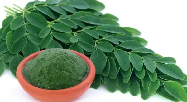 Jak pić herbatę moringa, aby maksymalnie wykorzystać jej korzyści