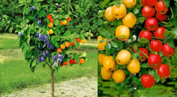 Kolumnowe drzewa owocowe producenta oferuje śliwki i jabłka.
