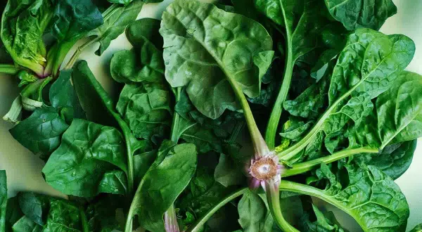 Foglie di spinaci freschi, pronte per la tavola. La loro coltivazione è semplice e gratificante, un tocco di verde per ogni piatto.