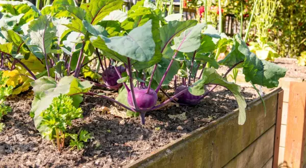 Lila Kohlrabi wachsen im Hochbeet. Sie sind gute Nachbarn für Kartoffeln, da sie sich gegenseitig vor Schädlingen schützen.