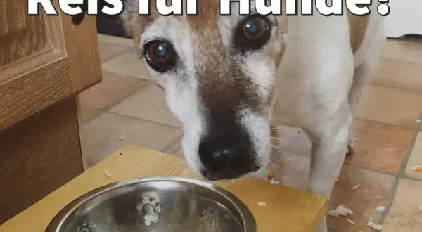 Ein Hund schaut neugierig auf eine Schüssel mit Reis. Darf ein Hund Reis essen?