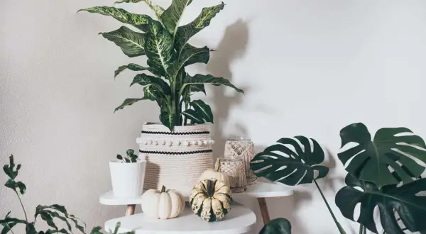Gemütliche Ecke mit vielen grünen boho pflanzen, Kürbissen und Makramee-Dekorationen.