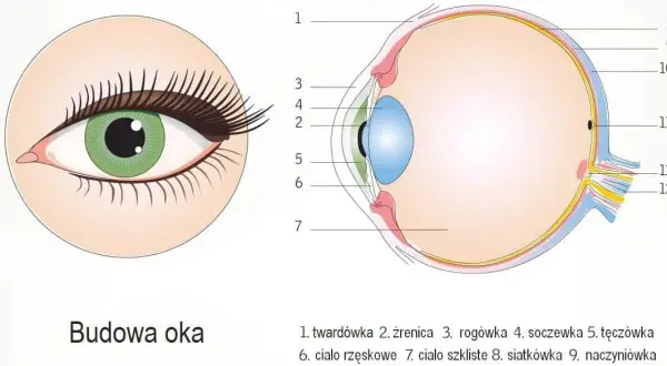 Schematyczny przekrój oka, ukazujący jego budowę. Widoczny jest narząd wzroku z zaznaczonymi elementami, takimi jak soczewka, siatkówka i nerw wzrokowy.
