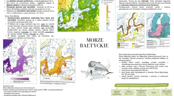 Co żyje w Bałtyku? Mapa pokazuje faunę i florę Bałtyku, w tym ryby, ssaki, ptaki i rośliny.