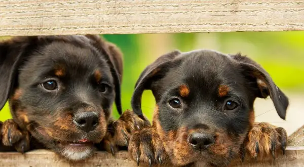 Dwa szczenięta rasy Rottweiler zaglądają przez drewniane deski.