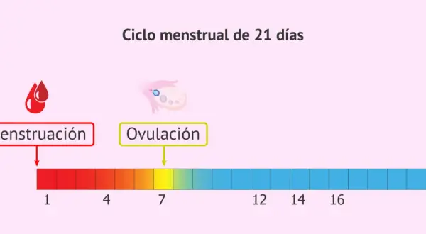 Ciclo menstrual de 21 días. La menstruación y ovulación son clave. ¿Sabías que te puedes quedar embarazada con la regla?