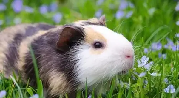 Un cochon d'Inde aux poils rayés, blanc et brun, se promène dans l'herbe verte parsemée de petites fleurs bleues. Il semble en bonne santé, sans signe d'eczéma.