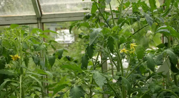Tomatplantor med gula blommor i ett växthus. Snart dags att pollinera tomater för en riklig skörd.