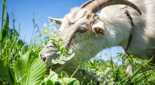 Eine weiße Ziege frisst genüsslich grünes Gras und zarte Blüten. Sie zeigt, was Ziegen fressen: eine Vielfalt an Pflanzen.