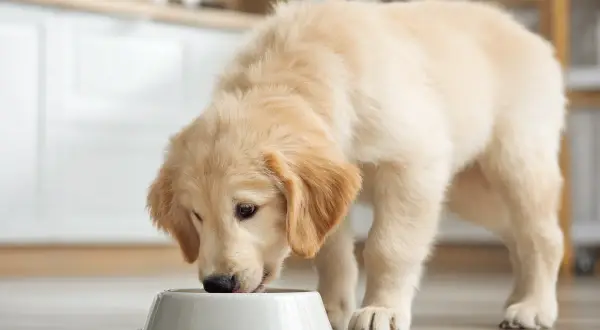 Uroczy szczeniak golden retriever zajada mokrą karmę dla szczeniaka. Od kiedy zaczął jeść tę pyszną karmę, jego futerko jest jeszcze bardziej lśniące!