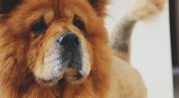 Puszysty chow chow o sierści w kolorze tygrysa, z czarnym nosem i charakterystycznym ogonem zawiniętym nad grzbietem.