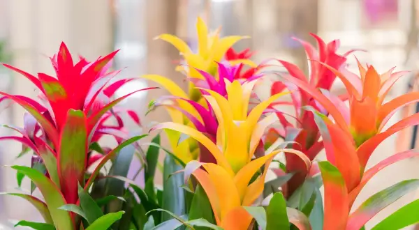 Jak często podlewać kwiat bromelia, aby uniknąć jej uschnięcia?