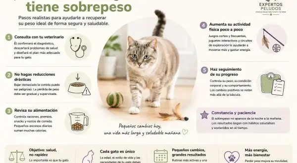 Un gato gordo camina con confianza, mostrando los pasos para ayudarlo a recuperar su peso ideal.