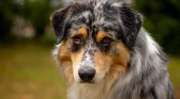Ein trauriger Australian Shepherd, der auf ein besseres Zuhause hofft. Tierschutz für diese wundervollen Hunde ist so wichtig.