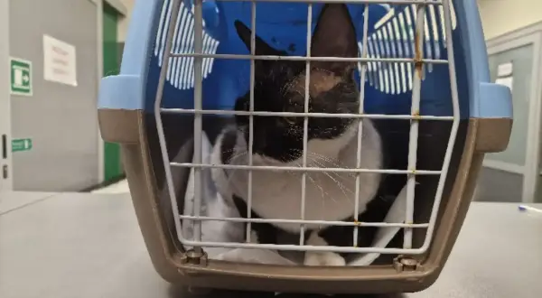 Pilna pomoc dla kotów Devon Rex w schronisku - ich zdrowie w niebezpieczeństwie
