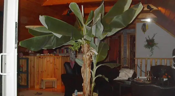 Stor bananplanta i kruka inomhus. Kanske en dag ger den bananfrö.