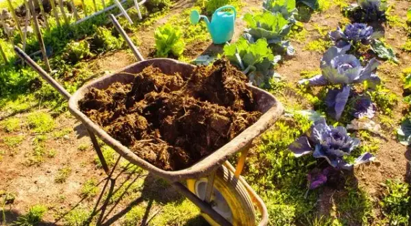 Nawóz koński pod jakie rośliny - najlepsze wybory i ukryte pułapki