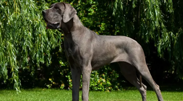 Elegancki dog niemiecki o stalowym umaszczeniu, dumny i majestatyczny, stoi na trawie pod zwisającymi gałęziami drzewa.