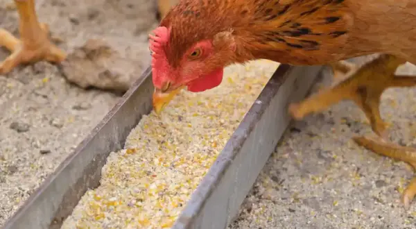 Ein Huhn frisst aus einem Futtertrog. Die Nachteile von Legemehl können sein, dass es zu Staubentwicklung kommt und die Nährstoffverteilung ungleichmäßig ist.