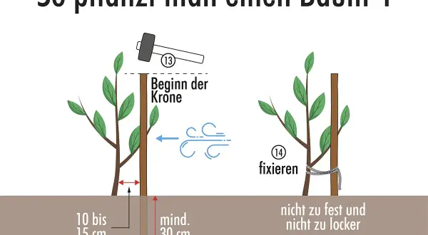 Beim Apfelbaum pflanzen wird der Stamm mit einem Pfahl fixiert. Der Pfahl muss mindestens 30 cm tief in die Erde, der Stamm 10-15 cm über dem Boden.