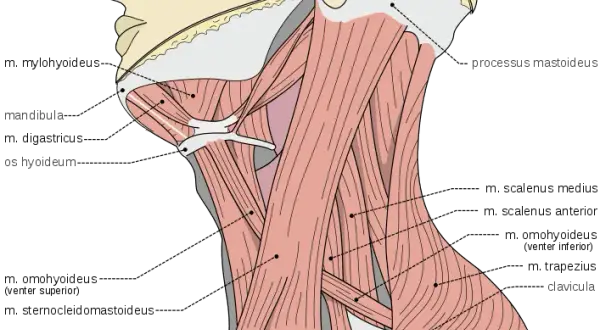 Todo lo que necesitas saber sobre los músculos del cuello y su función