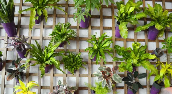 Un mur abîmé transformé en jardin vertical luxuriant avec des plantes vertes dans des pots violets sur une structure en bois.