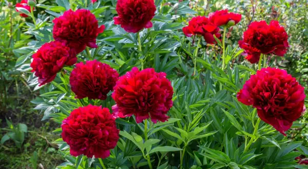 Un parterre de pivoines rouges éclatantes, une belle plante d'été aux pétales luxuriants.