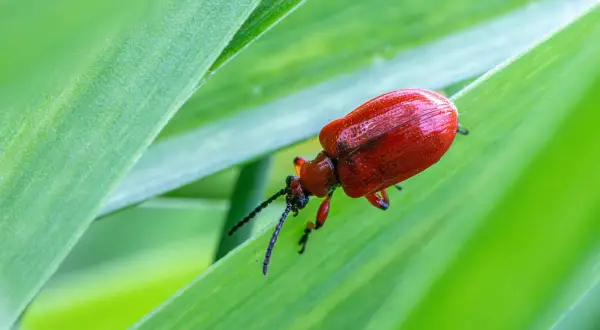 Czerwona poskrzypka liliowa wspina się po zielonym liściu.
