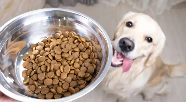 Zastanawiasz się, czy sucha karma może się zepsuć? Oto pełna miska dla radosnego golden retrievera, który czeka na swój posiłek.