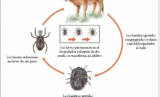 Cómo son los huevos de la garrapata: características sorprendentes y riesgos