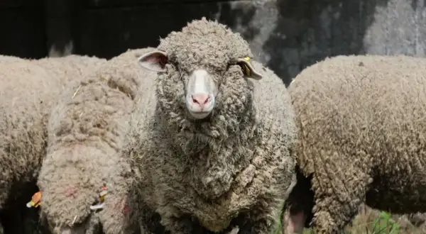 Owce z grubą, puszystą wełną merino. Czy wiesz, że wełna merino co to jest? To naturalne włókno, które zapewnia ciepło i komfort.