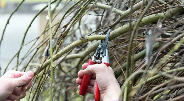 Hände schneiden Äste einer Harlekinweide mit einer Gartenschere.