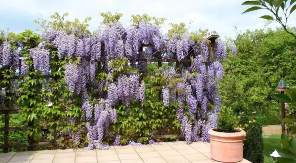 Kwiaty wisterii w donicy tworzą fioletowy wodospad na drewnianej pergoli.
