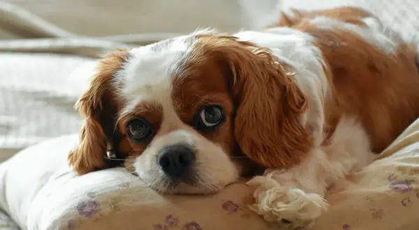 Cavalier King Charles Spaniel - ile sierści gubi i jak dbać o futro