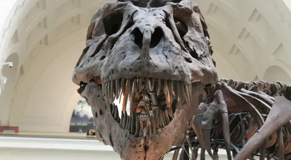 Szkielet tyranozaura w muzeum przyrodniczym w Berlinie. Groźna paszcza z zębami, imponująca ekspozycja.