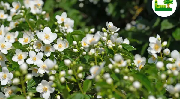 Ein Meer aus duftenden weißen Blüten des Philadelphus coronarius, auch bekannt als Pfeifenstrauch, im satten Grün.