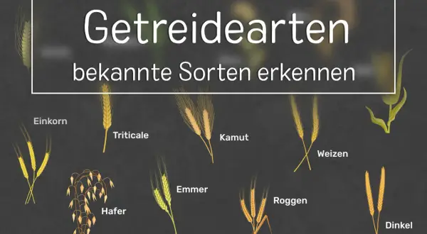 Getreidearten: Einkorn, Hafer, Emmer, Triticale, Kamut, Roggen, Weizen und Dinkel.