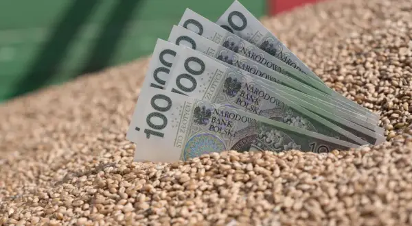 Złote banknoty wpadają do sterty pszenicy paszowej. Dobry urodzaj to dobry zarobek.