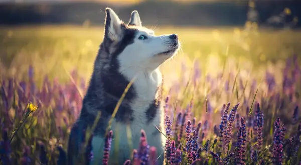 Piękny husky z niebieskimi oczami siedzi w fioletowych kwiatach. Zastanawiasz się, ile kosztuje szczeniak husky?