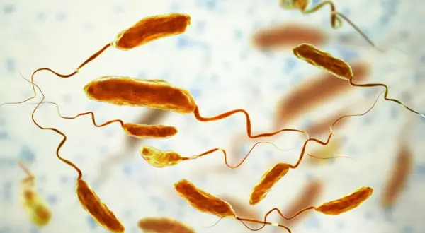Bakterie Vibrio cholerae, przyczyna cholery. Ich obecność może prowadzić do groźnych objawów, takich jak silna biegunka i odwodnienie.