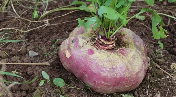 Eine große, runde rote Bete wächst im Boden, mit grünen Blättern, die aus der Mitte ragen.