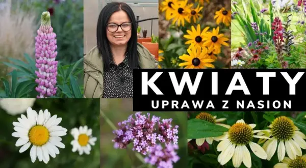 Kiedy siać kwiaty wieloletnie, aby uniknąć nieudanych plonów?