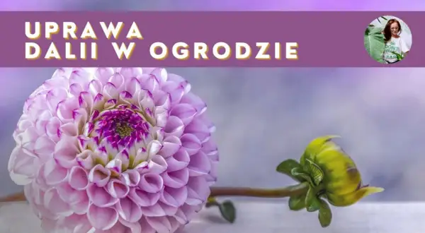 Kiedy sadzimy georginie, aby uniknąć przymrozków i cieszyć się kwiatami
