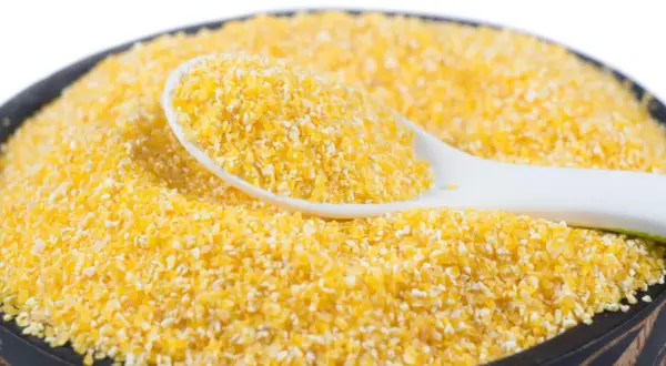 Misternie pokruszona kasza kukurydziana w misce, z łyżką pełną ziaren. Czy pies może jeść kaszę bulgur? To pytanie nurtuje wielu właścicieli czworonogów.