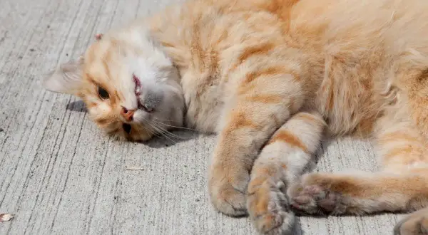 Gato naranja con rayas acostado de lado, con la cabeza girada. Podría ser un síntoma de epilepsia en gatos.