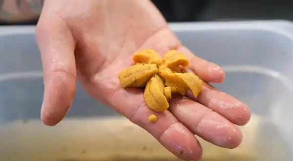 Une main tient délicatement un oursin de mer frais, prêt à être dégusté.